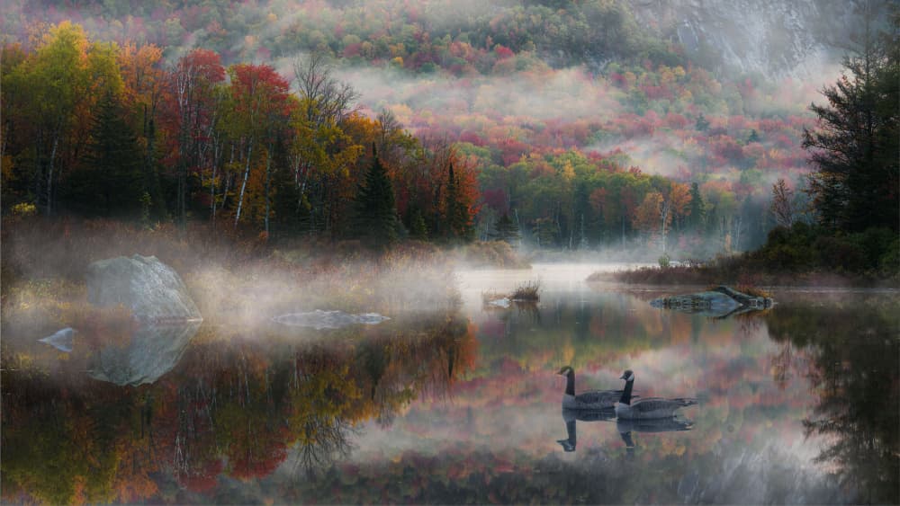 Misty Autumn Lake Geese by Johnny Zhang — canvas wall art