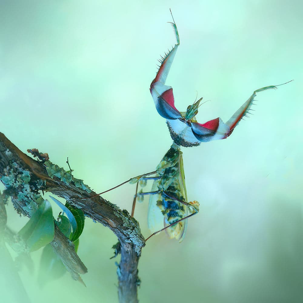 Striking Flower Mantis by Jimmy Hoffman — canvas wall art