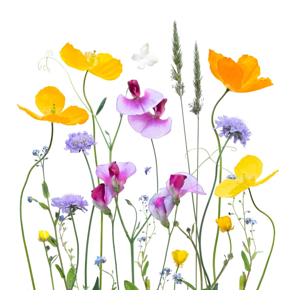 Colorful Meadow Blossoms by Sharon Williams — canvas wall art
