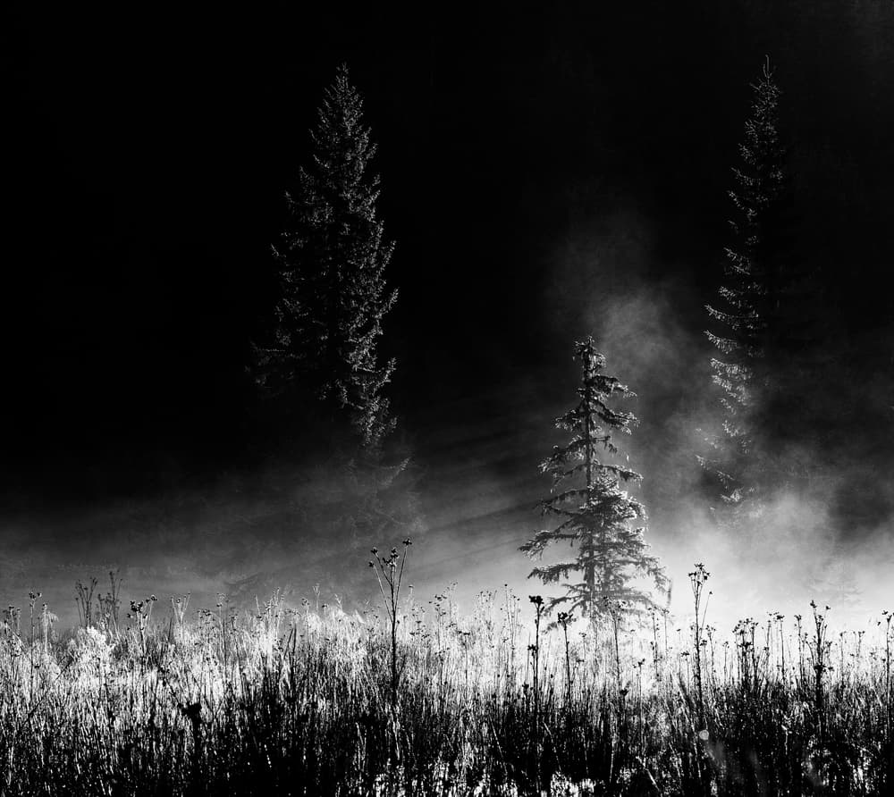 Misty Forest Light by Julien Oncete — canvas wall art