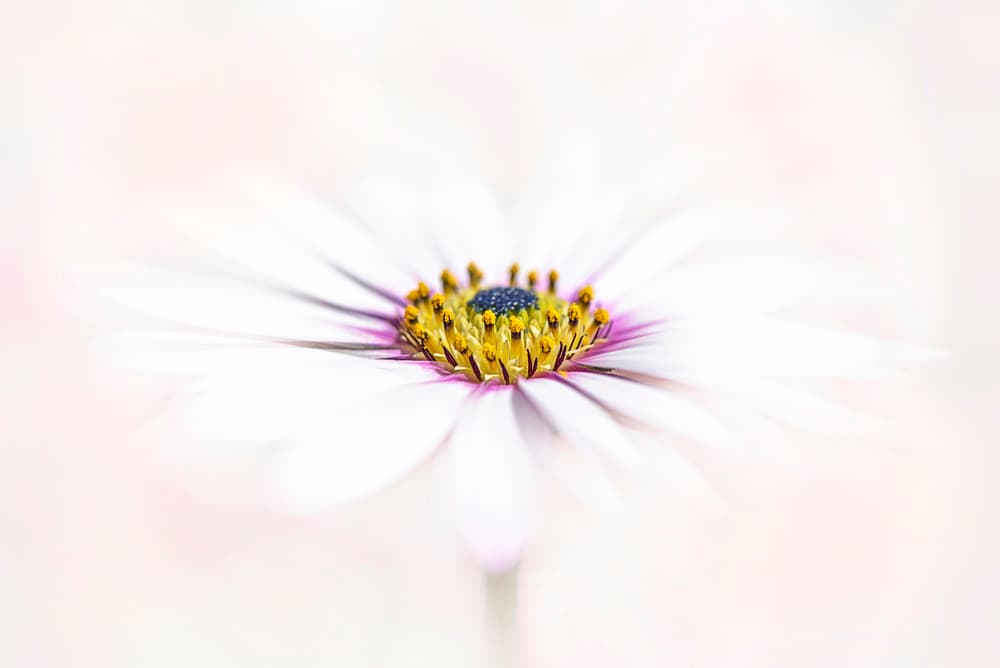 Dreamy White Daisy by Jacky Parker — canvas wall art