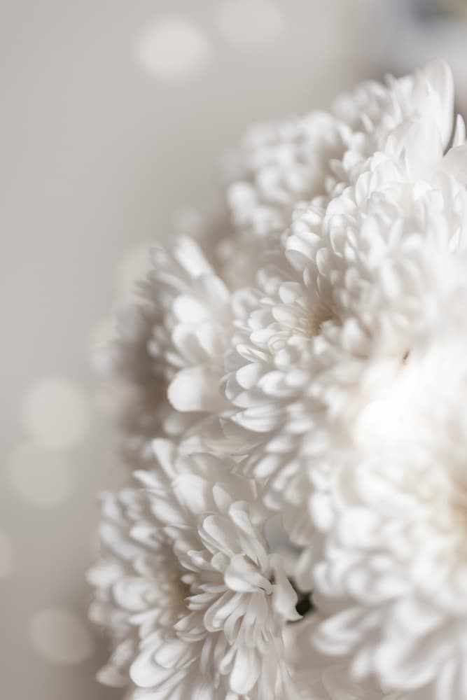 White Flowers by Mareike Böhmer — canvas wall art