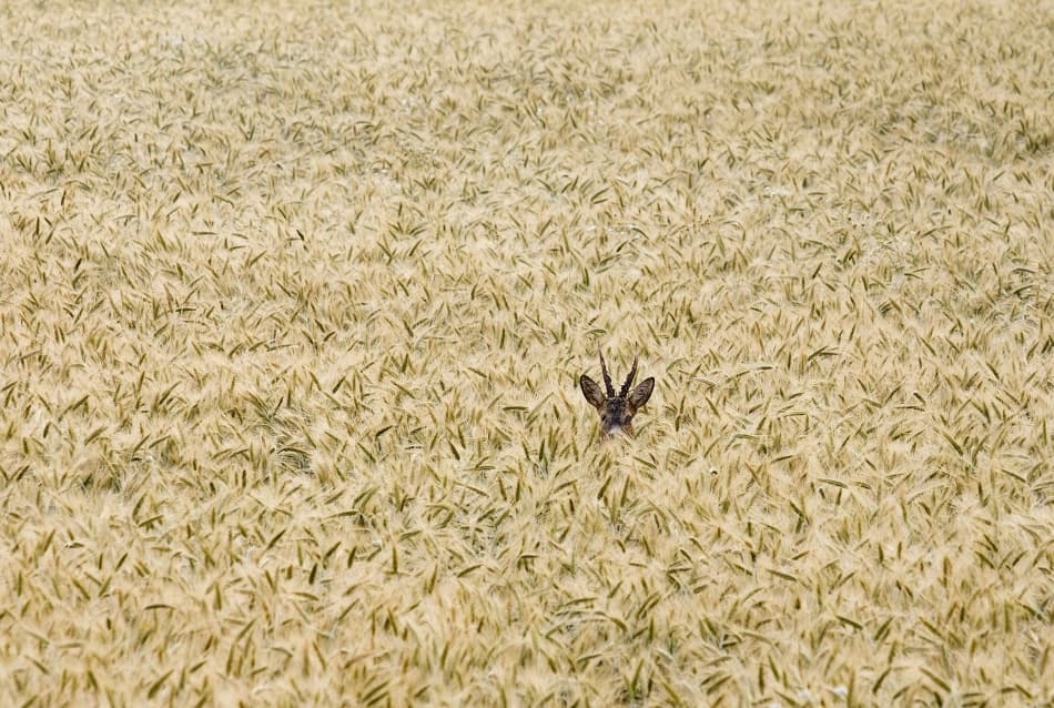 Deer in Golden Wheat by Allan Wallberg — canvas wall art