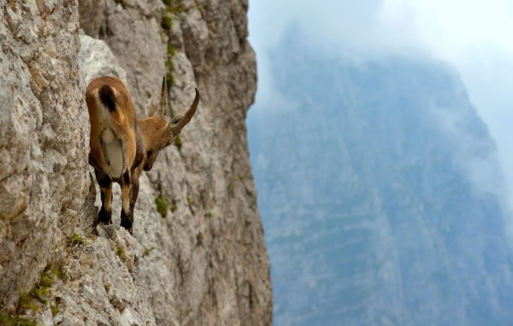 Alpine Ibex Cliff by Stefano Zocca — canvas wall art