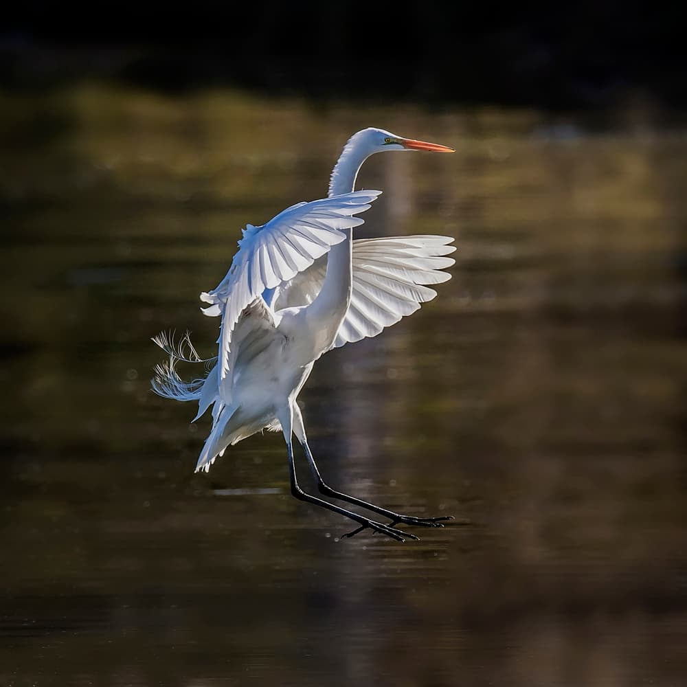 Graceful Egret Flight by David H Yang — canvas wall art