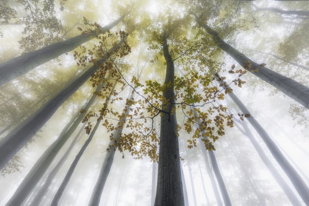 Misty Autumn Forest by Tom Pavlasek — canvas wall art