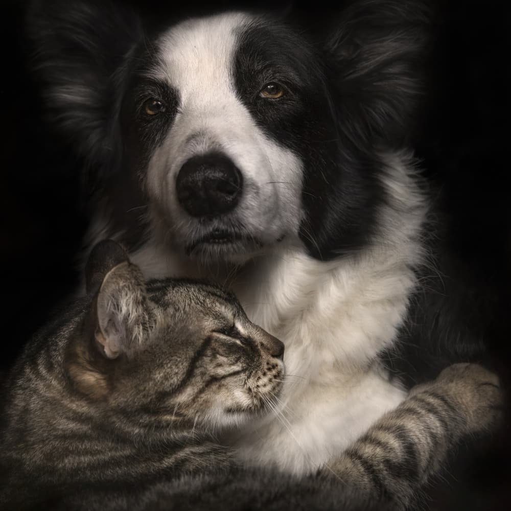 Peaceful Pet Friendship by Martine Benezech — canvas wall art
