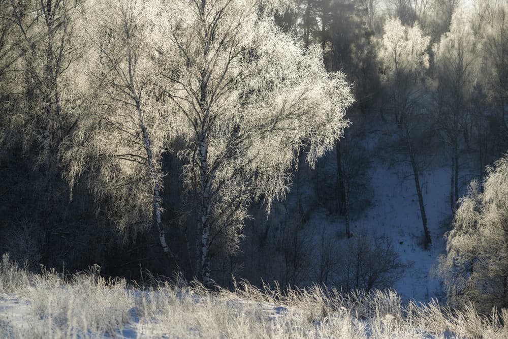 Glistening Winter Forest by Dmitry Doronin — canvas wall art