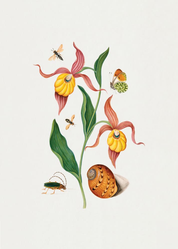 Lady's slipper orchid by James Bolton — canvas wall art