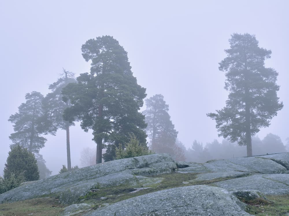 Misty Pine Forest by Hamed Bank — canvas wall art