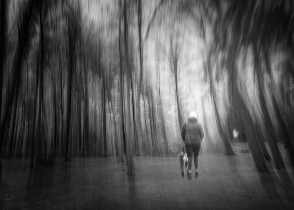 Moody Forest Walk by Jennifer Chen APA — canvas wall art