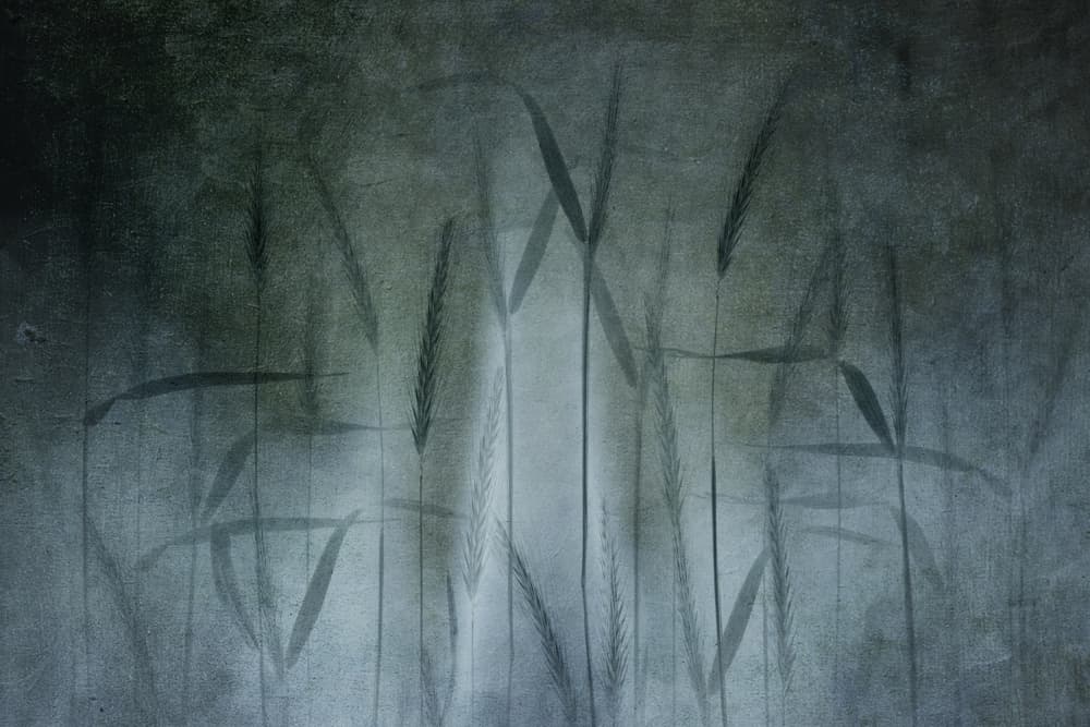 Abstract Wheat Field by Greetje van Son — canvas wall art