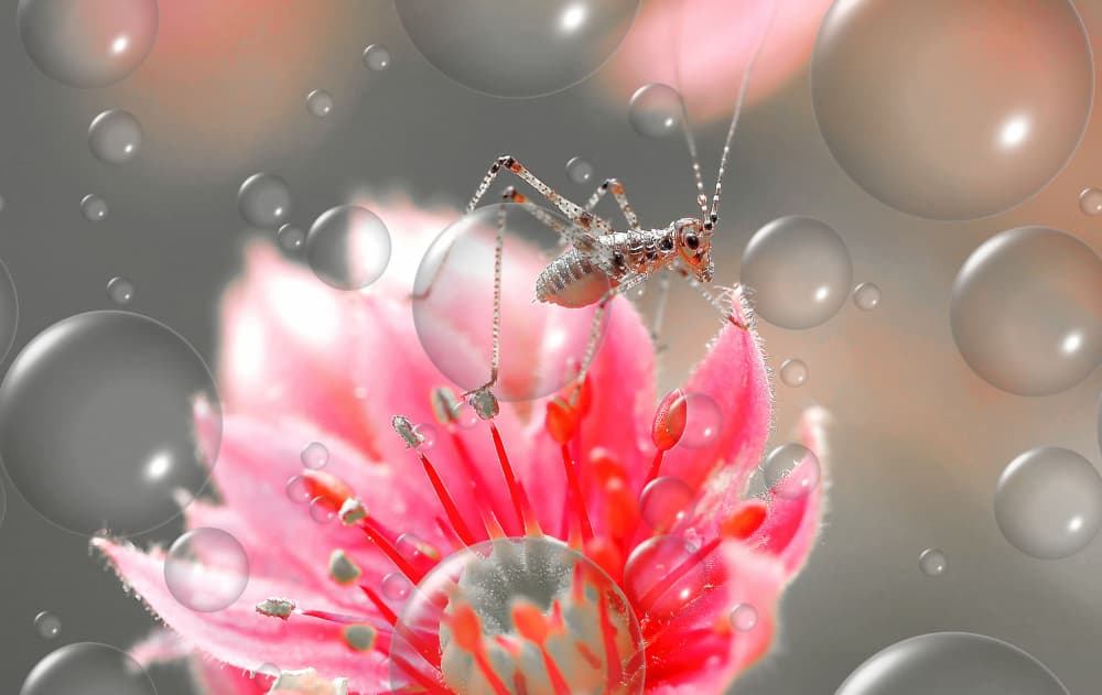 Sparkling Nymph on Pink Bloom by Thierry Dufour — canvas wall art