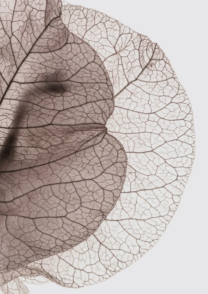 Veins of Nature by Shot by Clint — canvas wall art