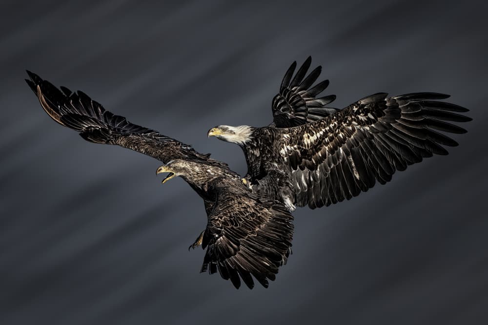 Soaring Bald Eagles by Qing Zhao — canvas wall art