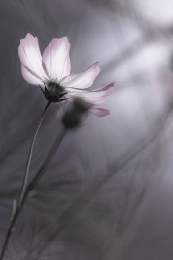 Delicate Pink Cosmos by Hideto Morimatsu — canvas wall art