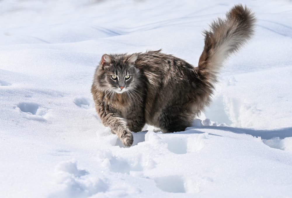 Grey Cat Snowy Stroll by Oana Vasileniuc — canvas wall art