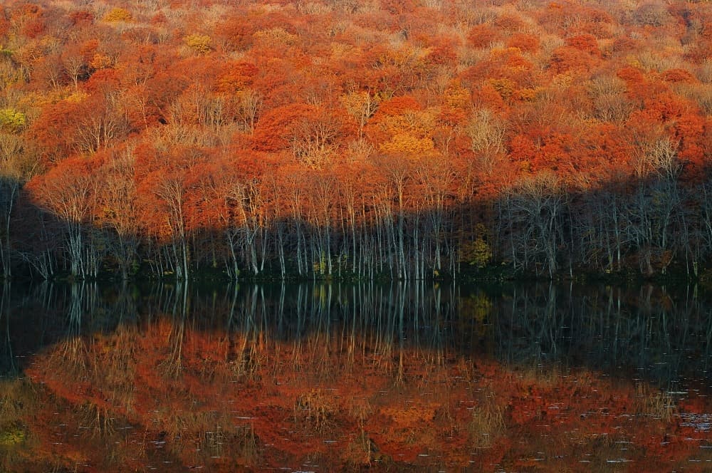 Autumn Forest Reflection by Sho Shibata — canvas wall art