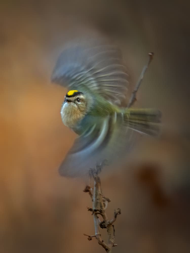 Kinglet In Flight by Jacob (Jian) Xu — canvas wall art