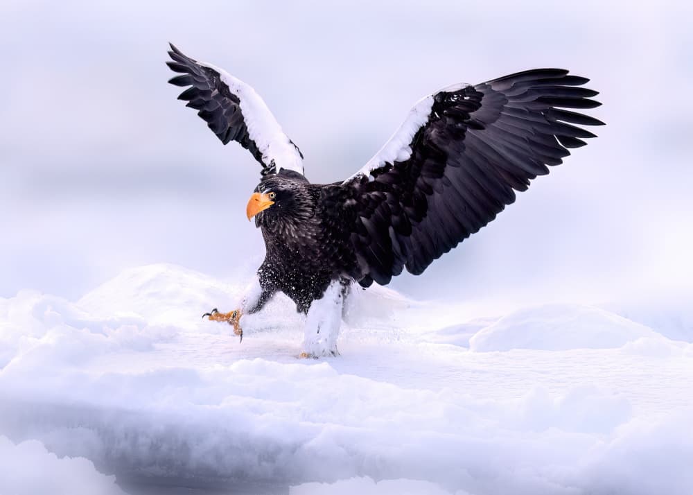 Powerful Eagle Snow Landing by James Lu — canvas wall art