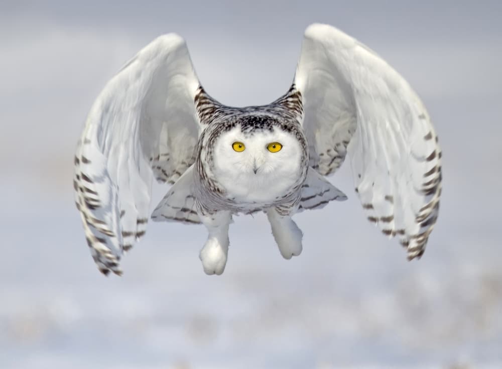 Flying Snowy Owl by Peter Stahl — canvas wall art