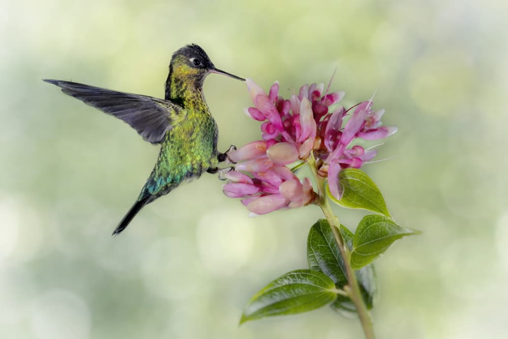 Vibrant Hummingbird Bloom by Linda D Lester — canvas wall art