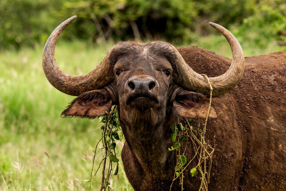 Wild Buffalo Stare by Naomi Lupton — canvas wall art
