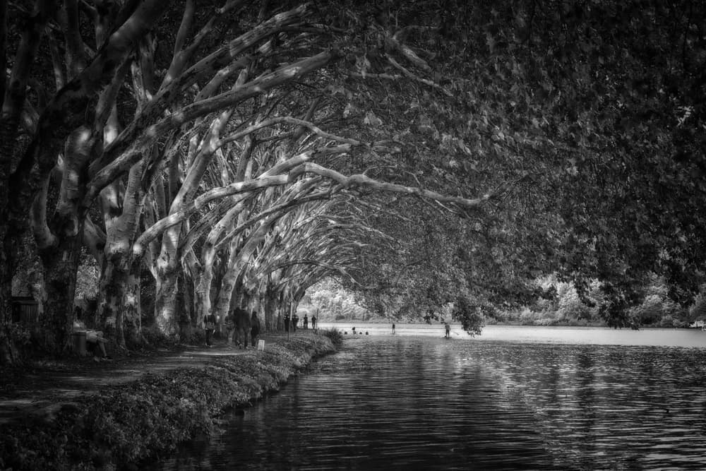 Riverside Tree Tunnel by Peter Pfeiffer — canvas wall art