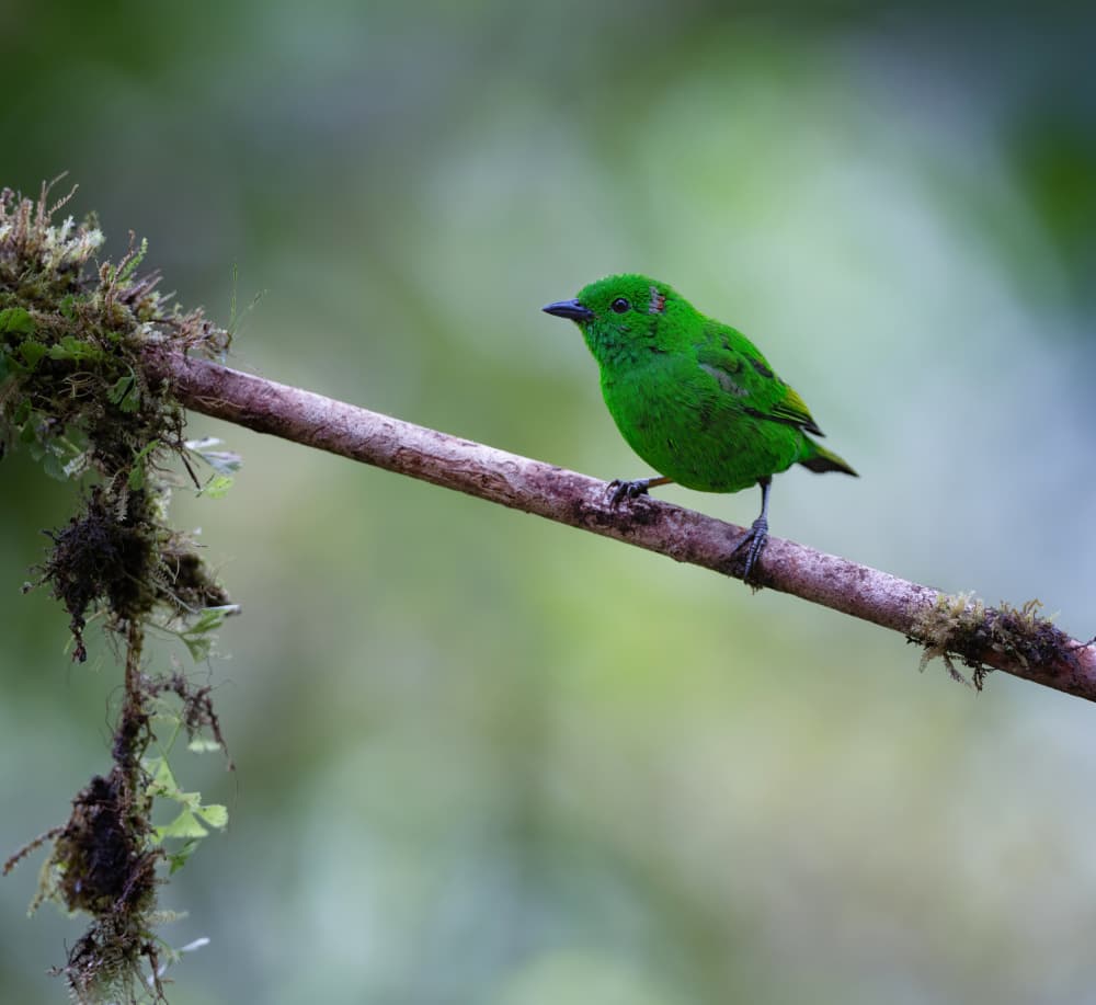 Vibrant Green Bird by Xiaojian Huang — canvas wall art