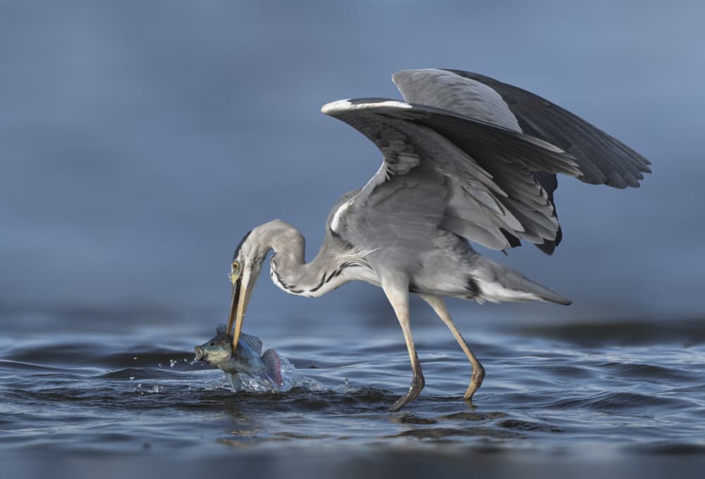 Grey Heron Catches Fish by Mallal Moshe — canvas wall art