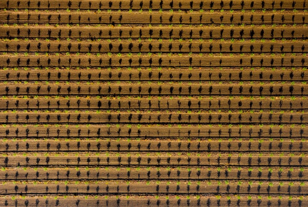 Green Farm Rows by Or Adar — canvas wall art
