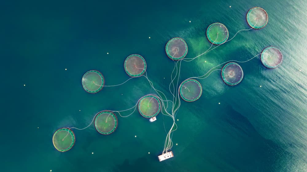 Ocean Fish Farm Circles by Wei (David) Dai — canvas wall art