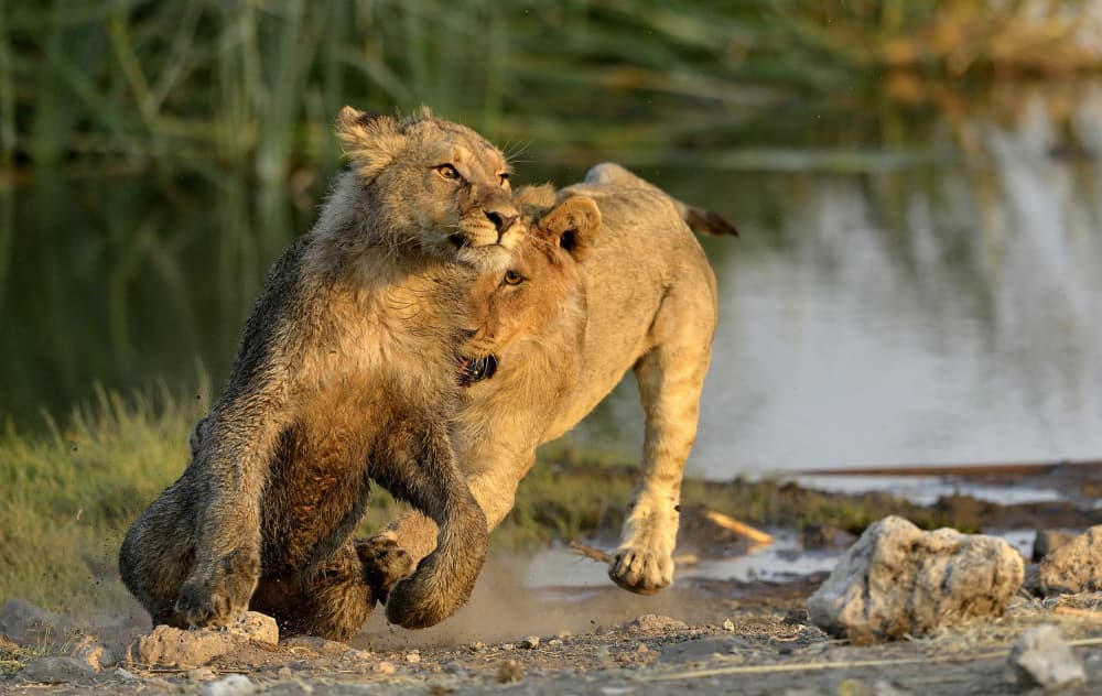 Playful Lion Cubs by Giuseppe DAmico — canvas wall art