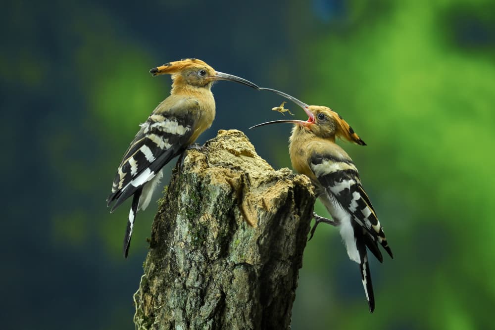Hoopoe Birds Feeding by Ajar Setiadi — canvas wall art