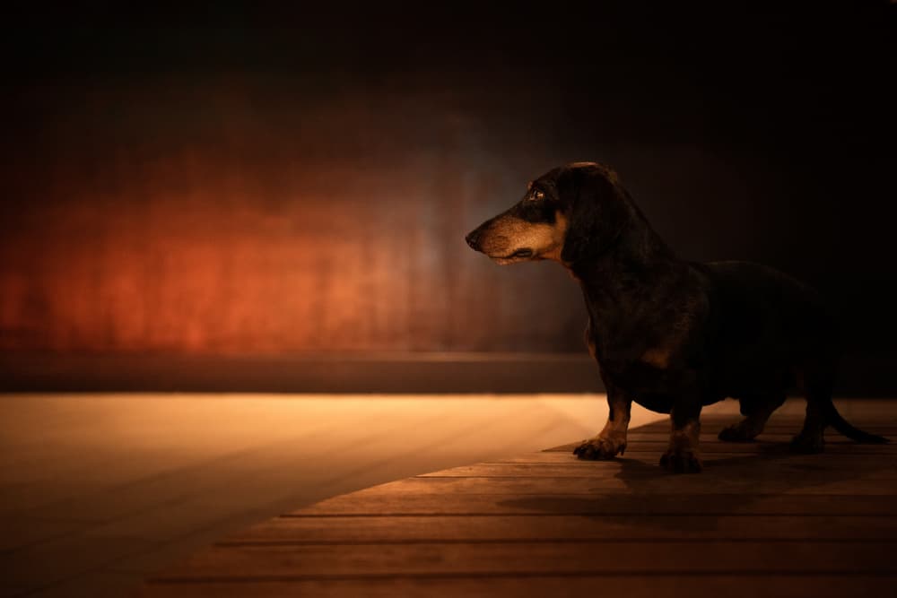 Dachshund in Spotlight by Heike Willers — canvas wall art