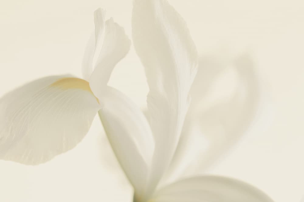 Soft White Iris Bloom by Alyson Fennell — canvas wall art