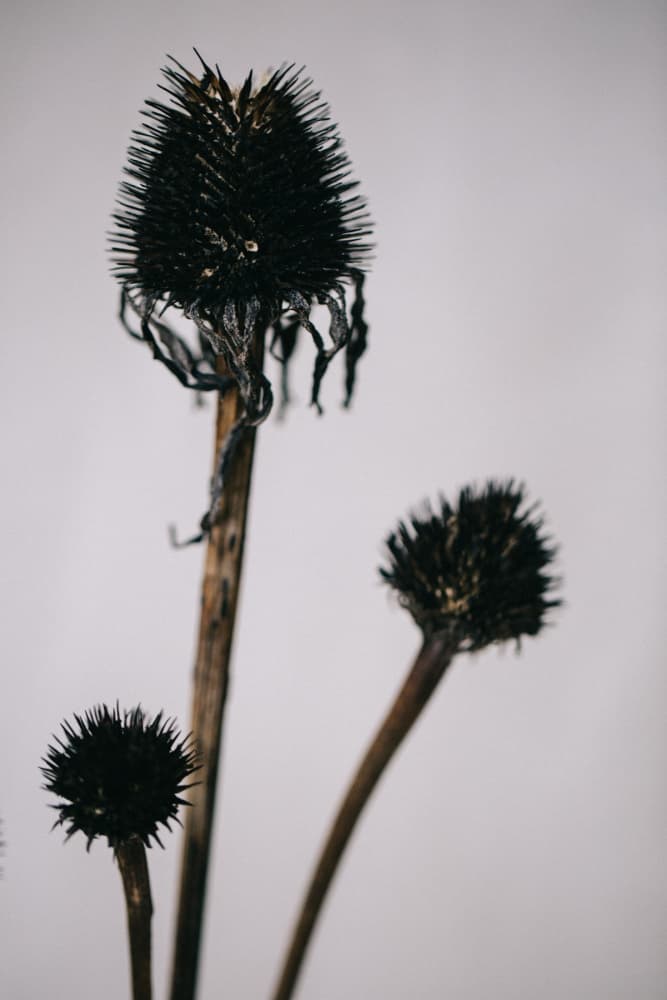 Dried Coneflower Spikes by Masha Bakker Matijevic — canvas wall art