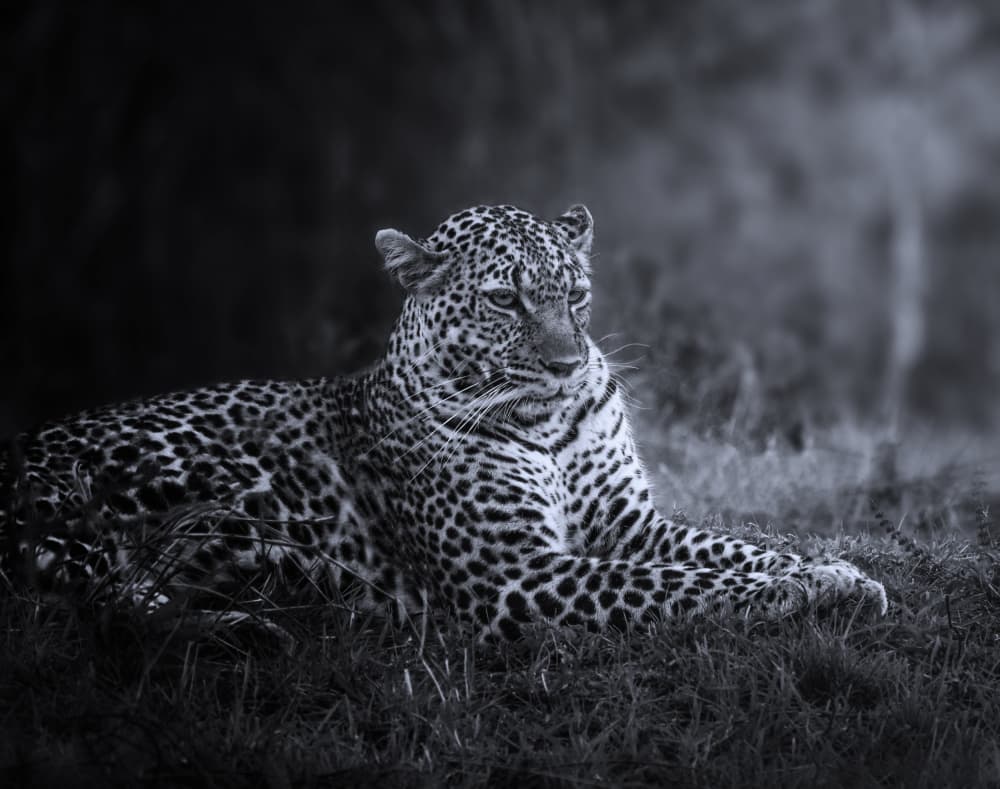 Majestic Leopard by joanaduenas — canvas wall art