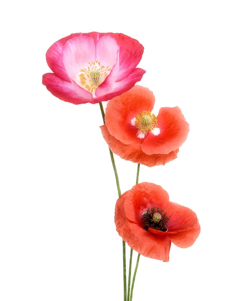 Vibrant Poppy Blooms by Lotte Grønkjær — canvas wall art