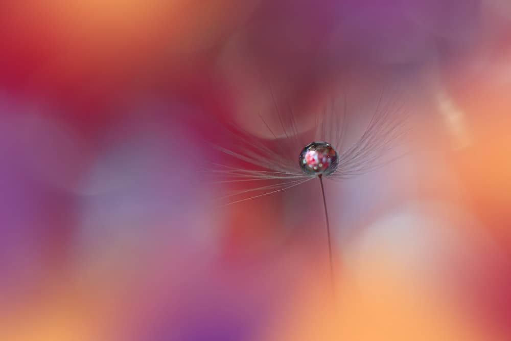 Dandelion Dewdrop Reflection by Juliana Nan — canvas wall art