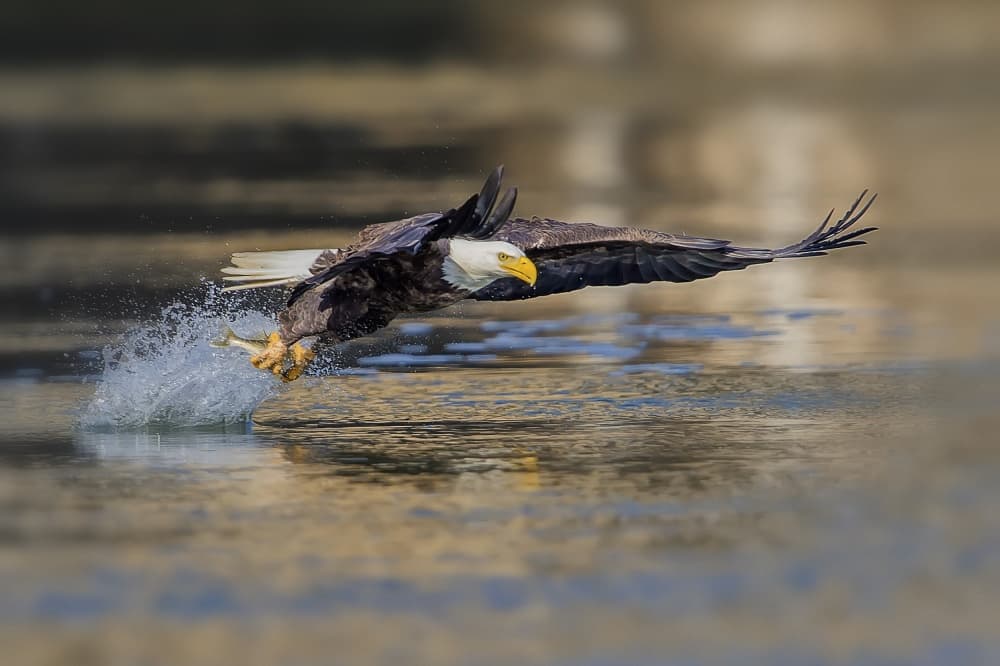 Bald Eagle Fishing by Rob Li — canvas wall art