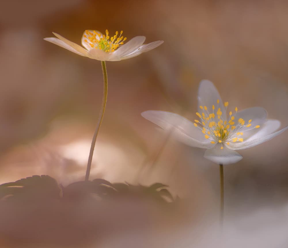 Soft Spring Anemones by Ylva Sjögren — canvas wall art