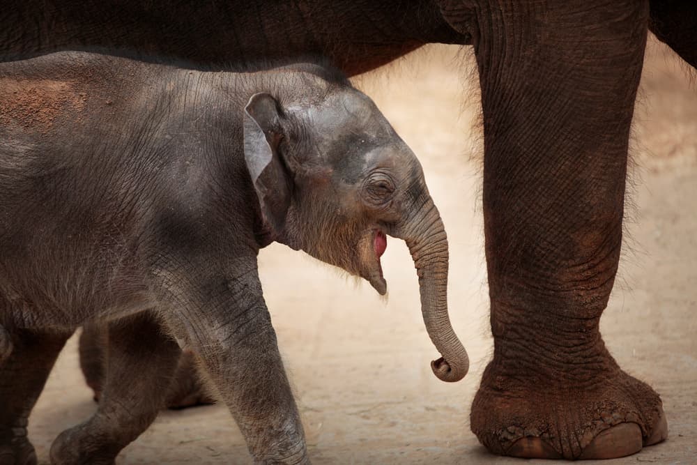 Little Elephant's First Steps by Antje Wenner-Braun — canvas wall art