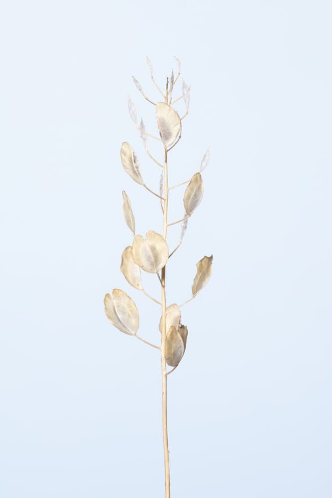 Dried Honesty Pods by Pictufy Studio III — canvas wall art