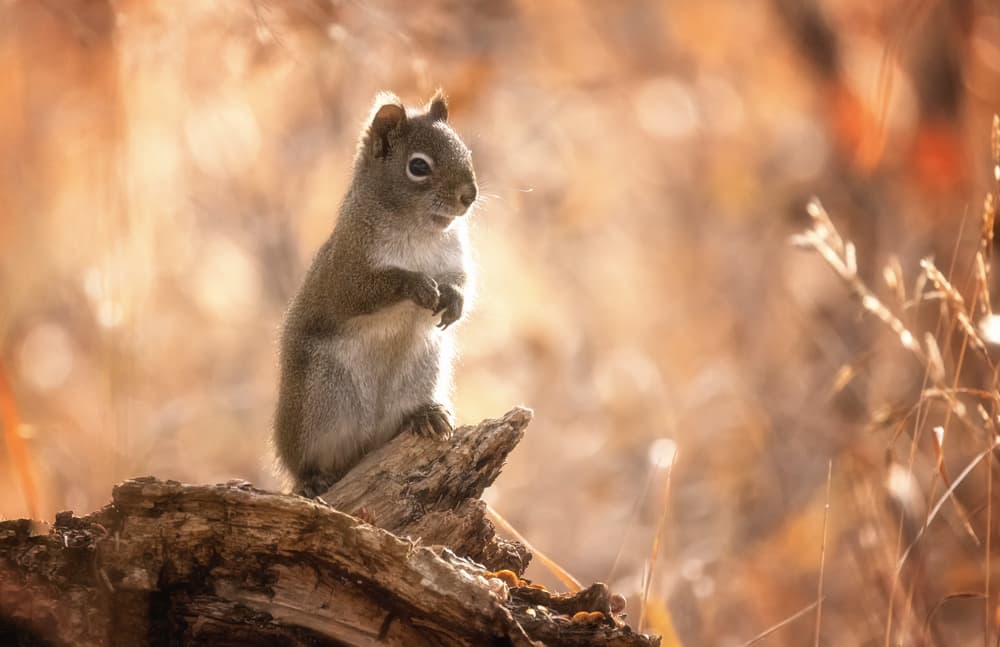 Alert Squirrel Warm Glow by Jenny L. Zhang — canvas wall art