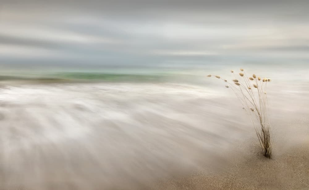 Serene Coastal Sway by Fran Osuna — canvas wall art