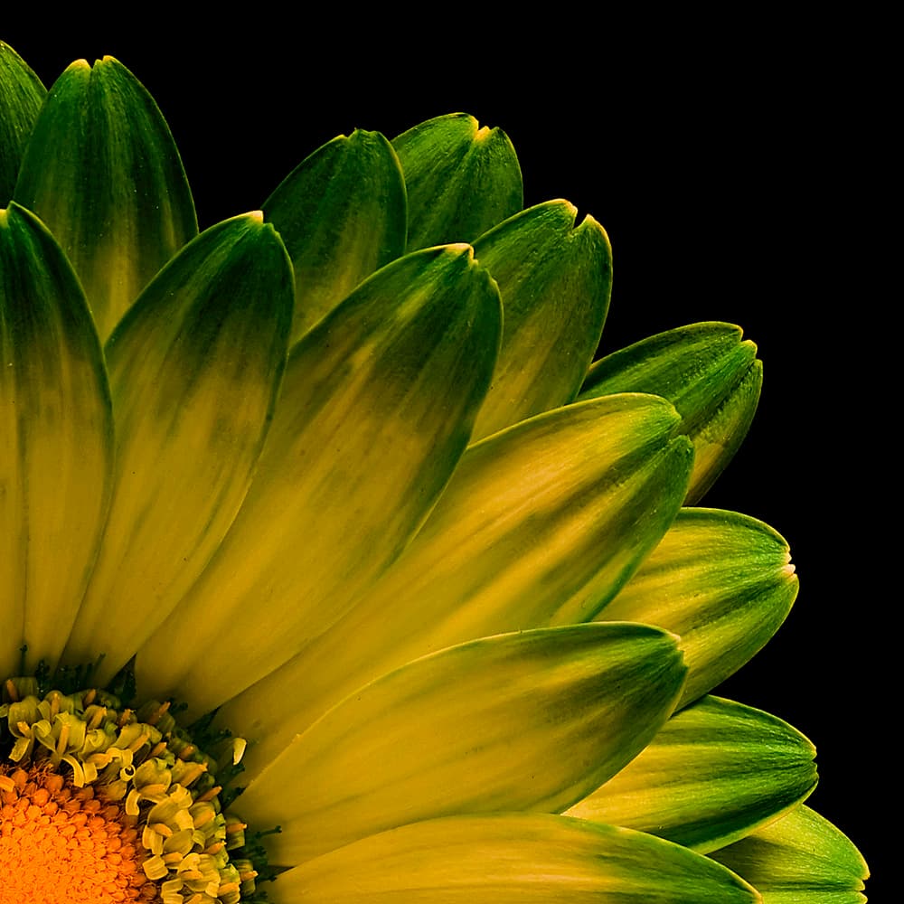 Vibrant Green Yellow Bloom by Þorsteinn H. Ingibergsson — canvas wall art
