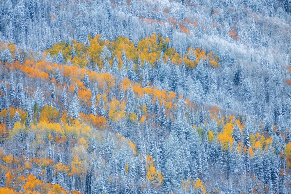 Snowy Autumn Forest by Mei Xu — canvas wall art