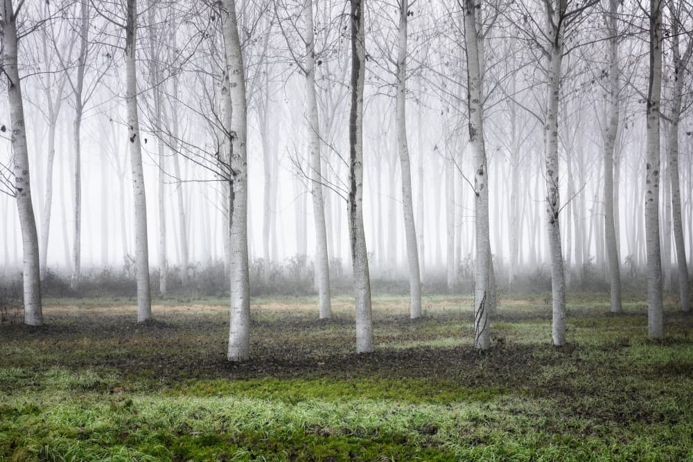Misty White Forest by Fiorenzo Carozzi — canvas wall art