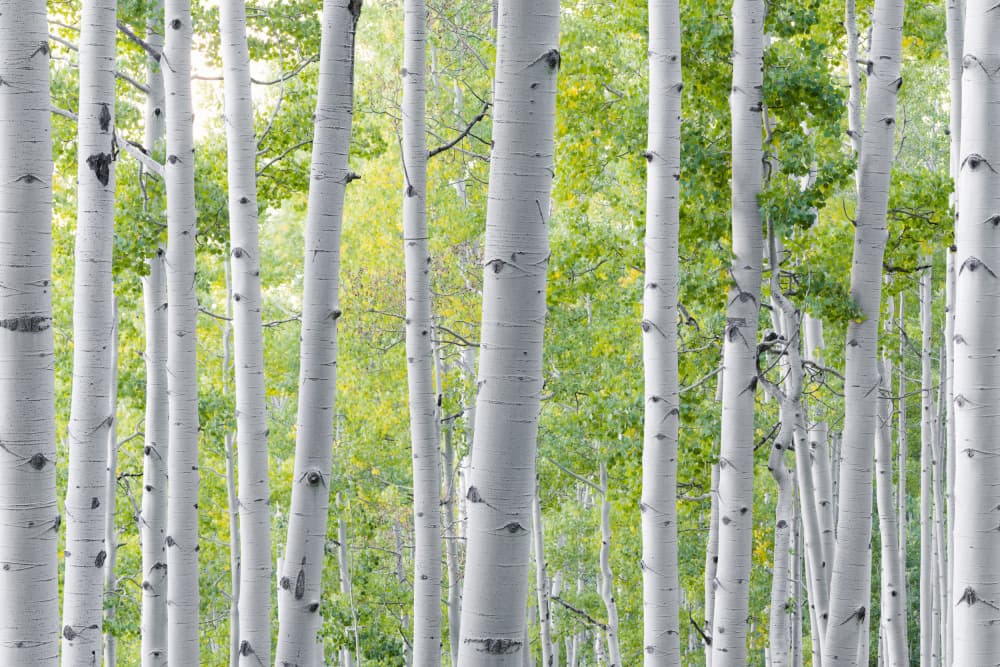 Birch Forest by Stefan Hefele — canvas wall art